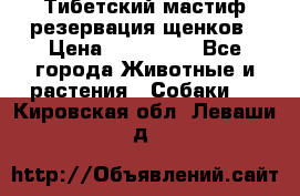 Тибетский мастиф резервация щенков › Цена ­ 100 000 - Все города Животные и растения » Собаки   . Кировская обл.,Леваши д.